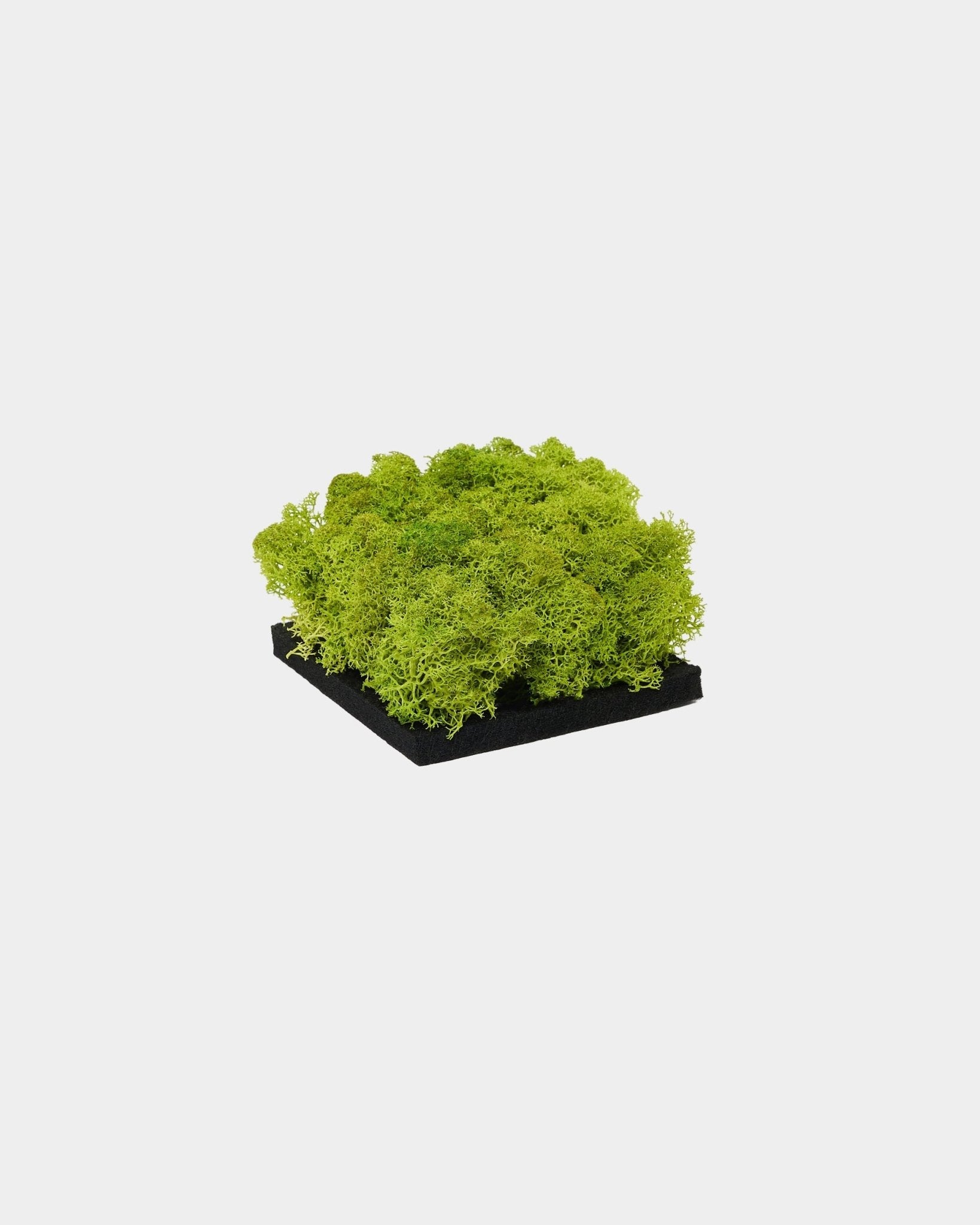 WoodUpp Moss Akustikkpanel-prøve i Apple Green, med livlig grønn konservert moss på en base av black, vist mot en ren hvit bakgrunn.